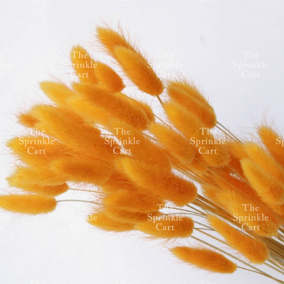 Natural Dried Bunny Tails Flower Bunch Reed Grass Dried Palm Leaf ...