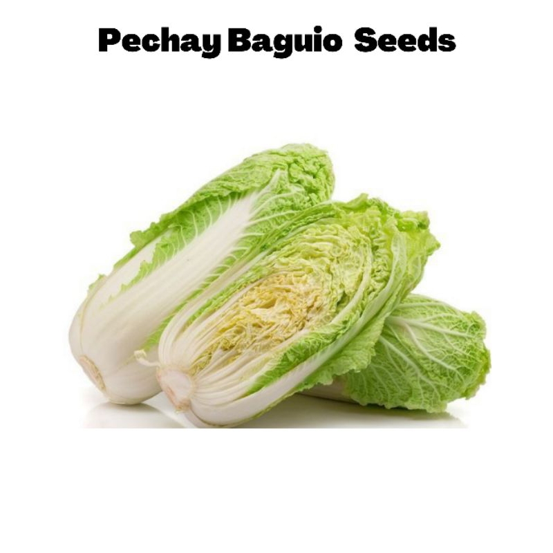 Pechay Baguio ( 30 Seeds ) - 1pack | Shopee Philippines