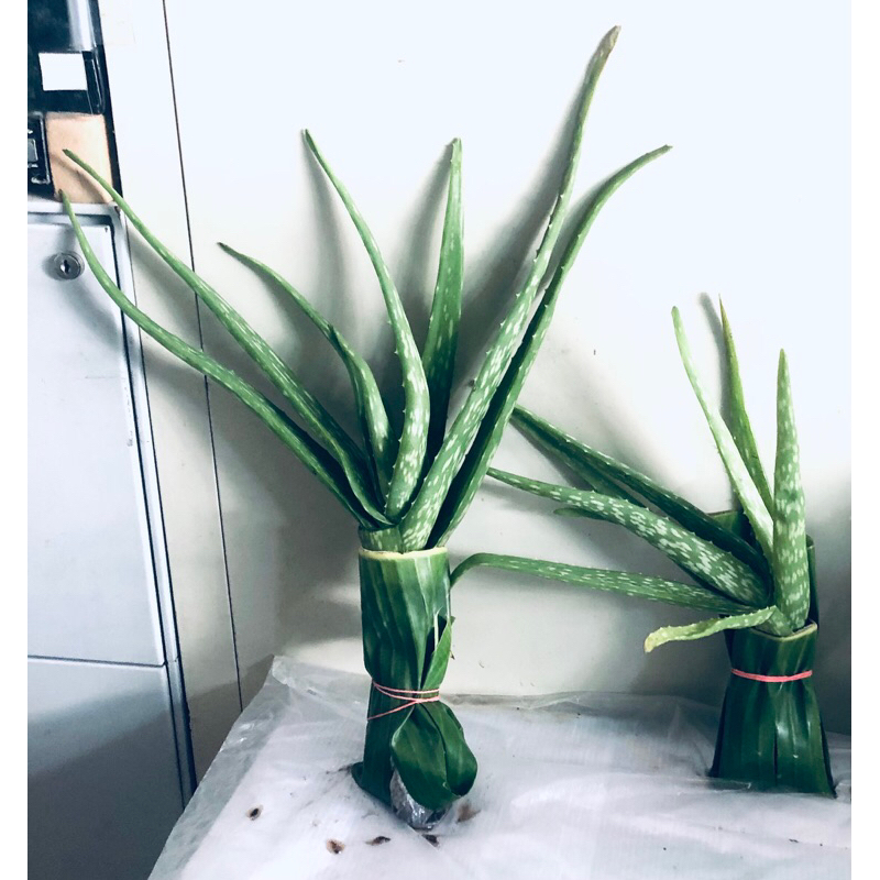 agave havardiana kaufen Havard's Century Plant Agave