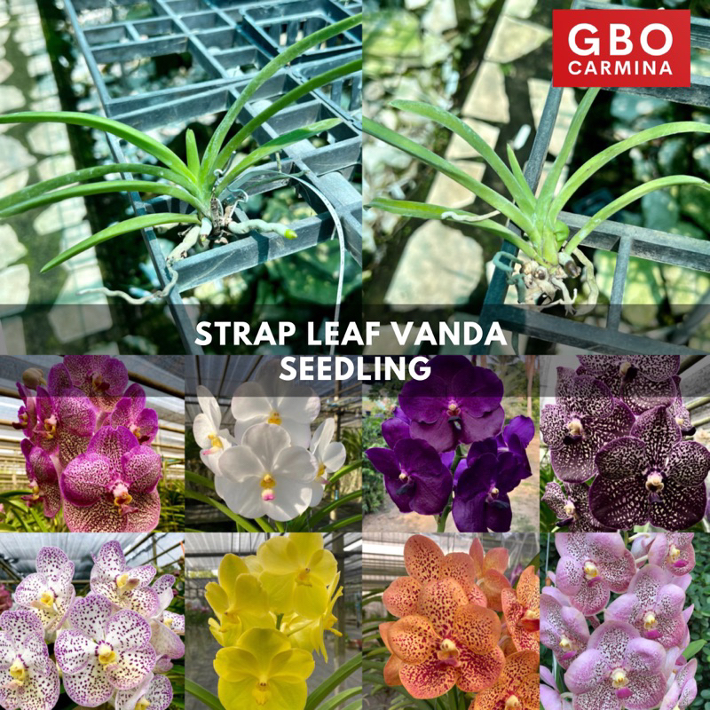 SS Strap Leaf Vanda Seedling Orchids Shopee Philippines