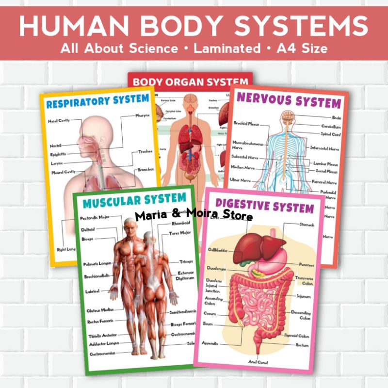 ALL ABOUT SCIENCE CHARTS, Laminated A4 Size Educational Charts, Human ...