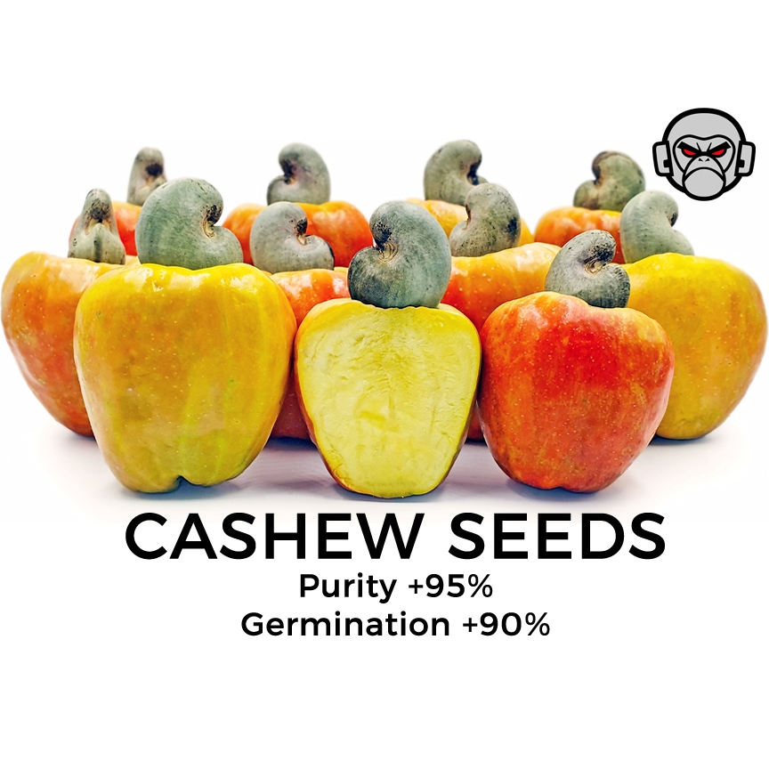 Cashew Seeds | Kasoy for Planting (5 Seeds) | Shopee Philippines