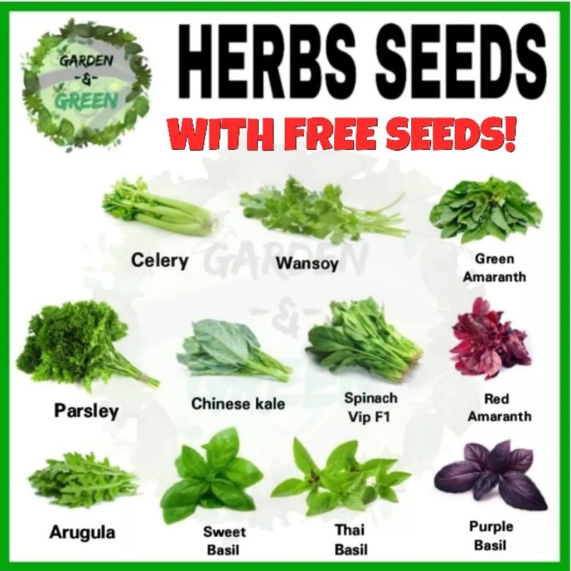 Herb Seeds Quality seeds Sweet basil Thai Celery kinchay Arugula