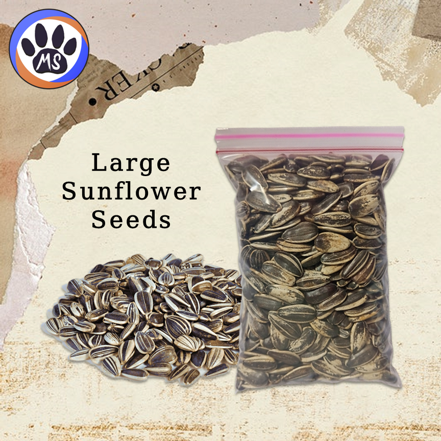 Large Sunflower Seeds (100 grams) | Shopee Philippines