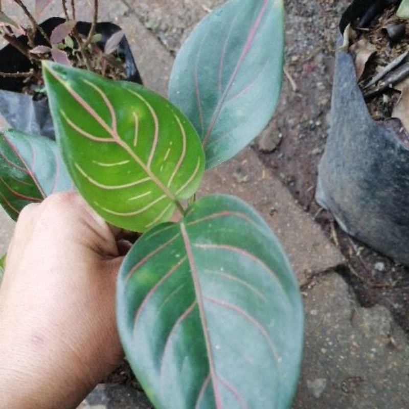 baby monstera vs philodendron Monstera Plant, Split Leaf Philodendron For Sale & Care Tips Medium / Eco Pot / Earl Grey