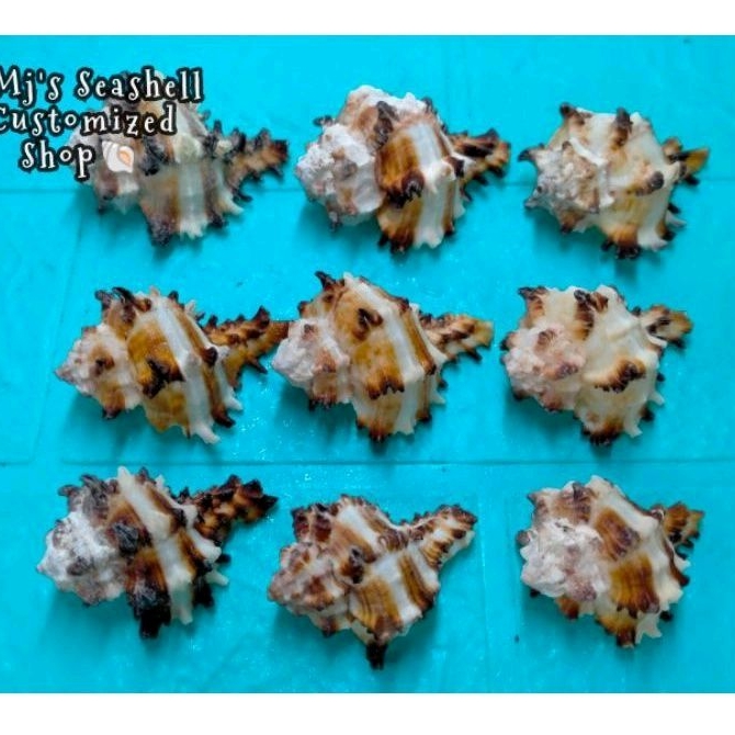 Murex Indivia / Murex Endive seashells/conch arts and craft materials ...