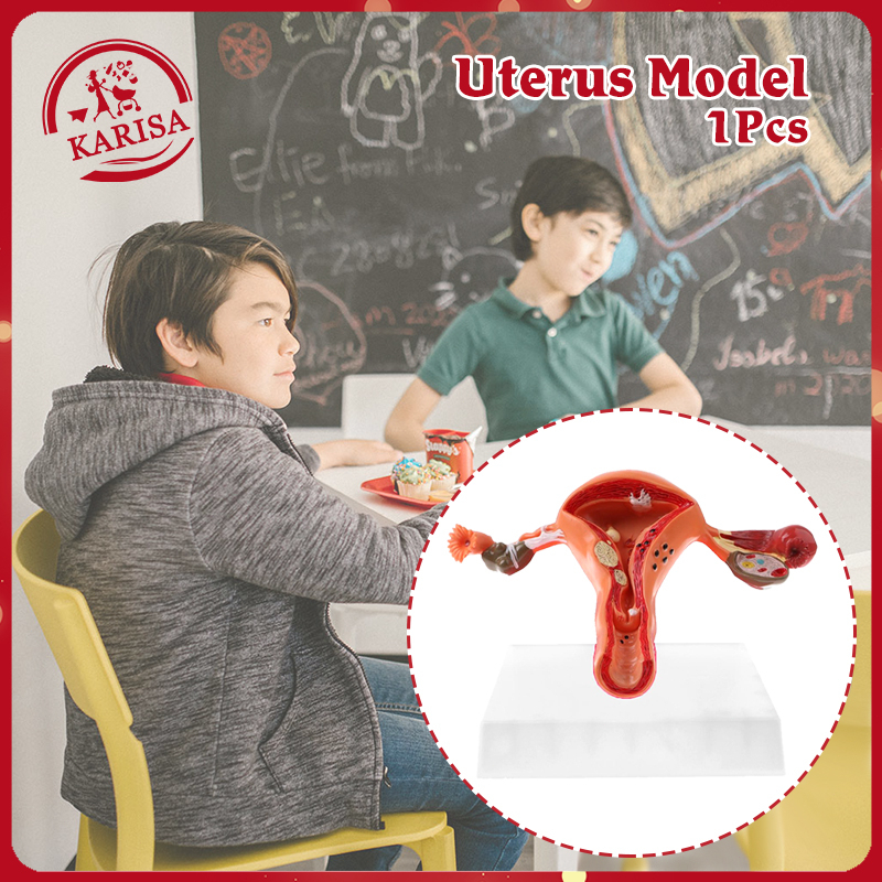 Female Uterus Model Uterine Medical Teaching Anatomical Labs Model ...