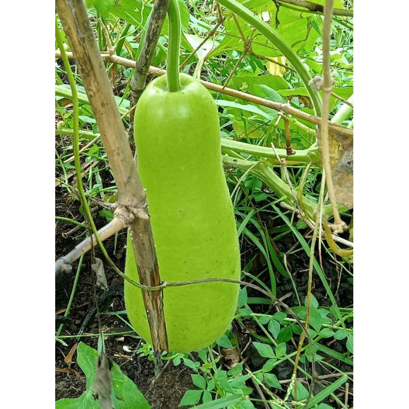 Upo Tambuli 10 seeds Bottle gourd Vegetable seeds Shopee Philippines