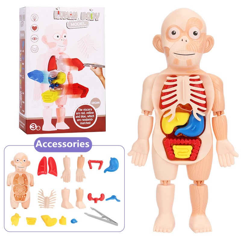 JLT 3d human body anatomy body organs toy Shopee Philippines
