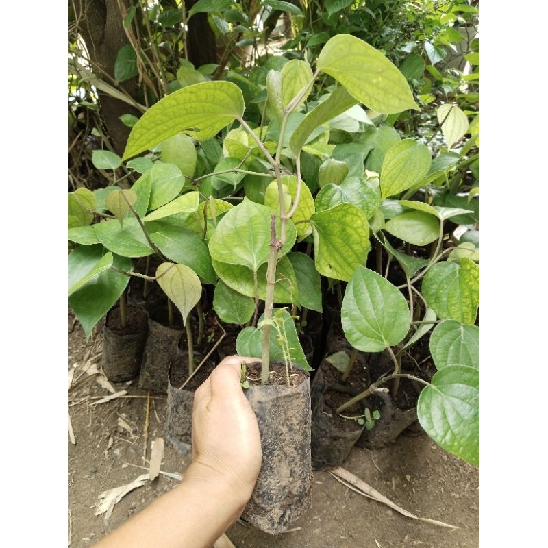 Native Paminta rooted seedling| Paminta seedling| Native Paminta| black ...