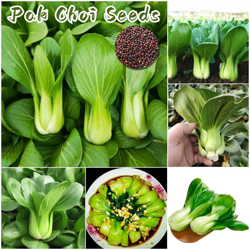 (1000 seeds) Pak Choi Green Leafy Vegetable Seeds for Gardening/Bok