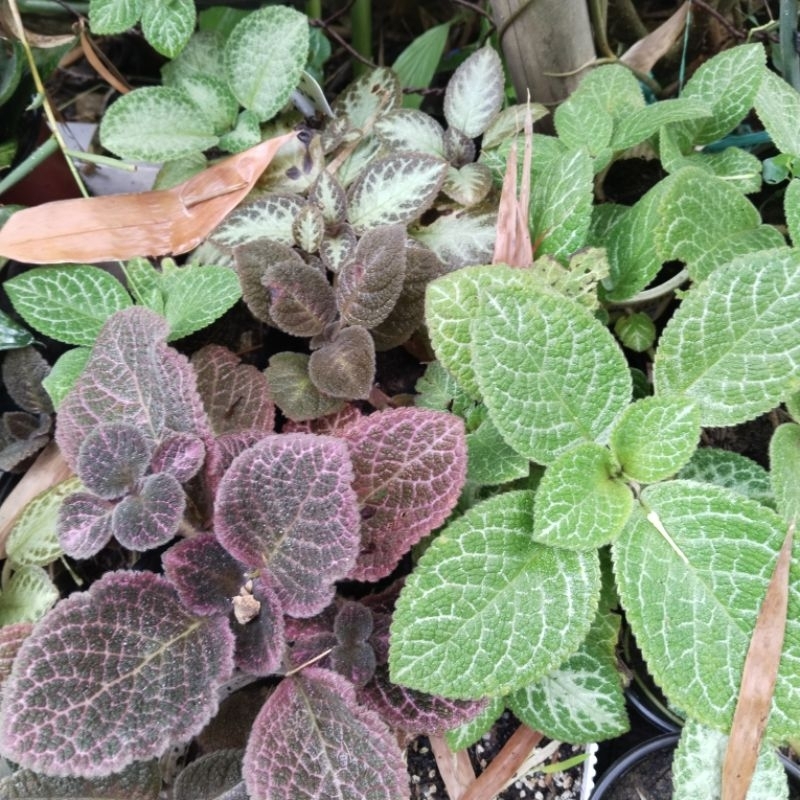 episcia varieties | pink flamingo episcia| yellow episcia | episcia ...