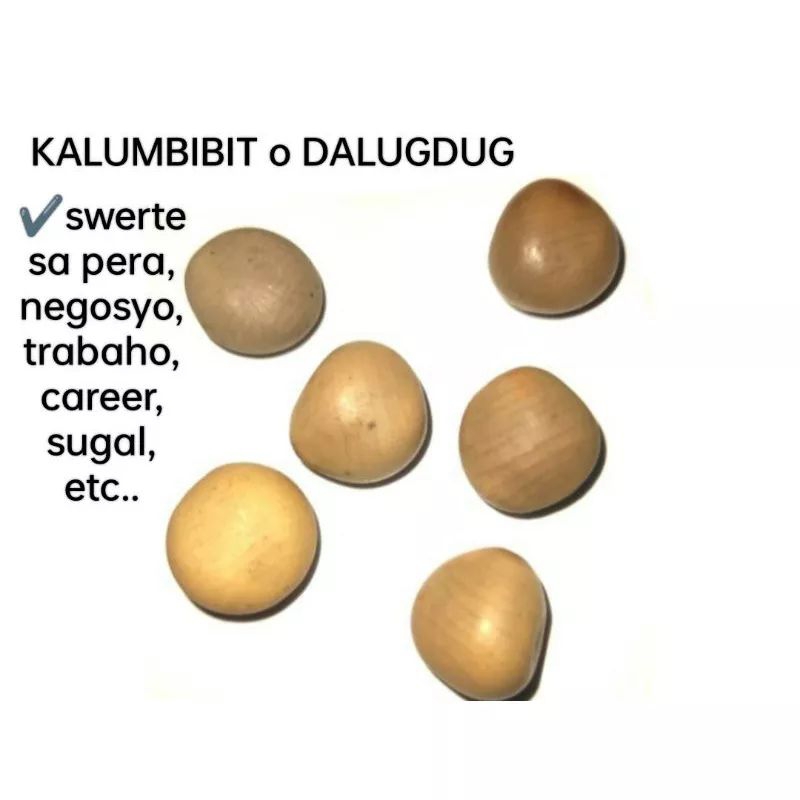 Kalumbibit o Dalugdog Seeds | Shopee Philippines
