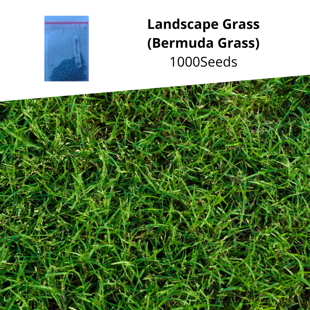 Landscape Grass (Bermuda Grass) Seeds Shopee Philippines