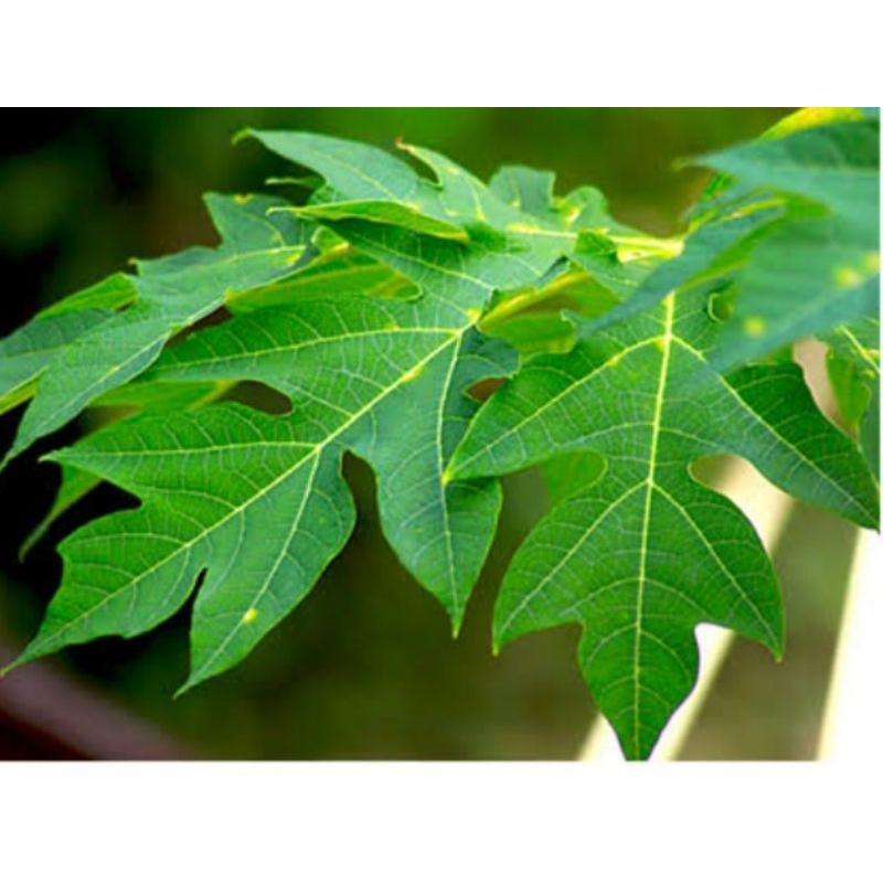 Dahon Ng Papaya / Papaya Leaves 10 pesos per leave Shopee Philippines
