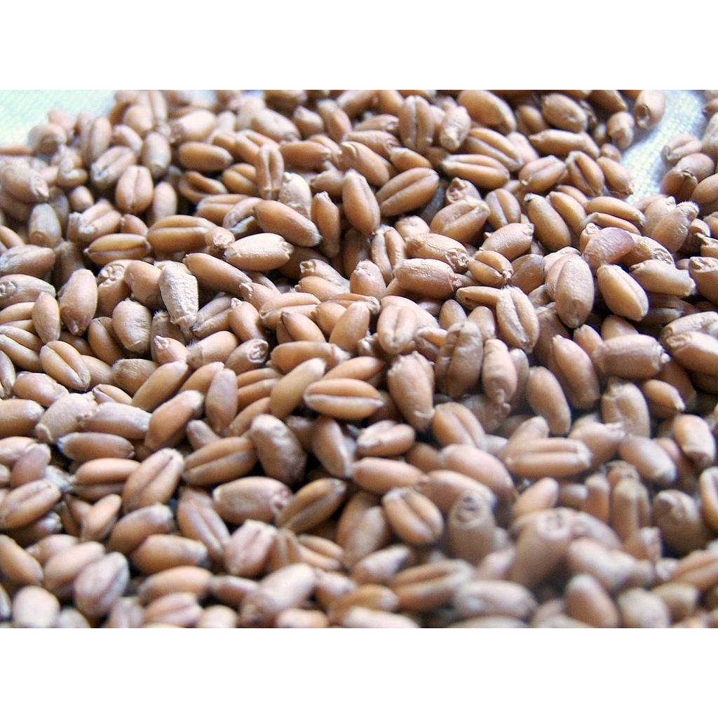 organic Spelt / Kamut / Wheat / Barley / Millet grains berries bulk order 1kg Shopee Philippines