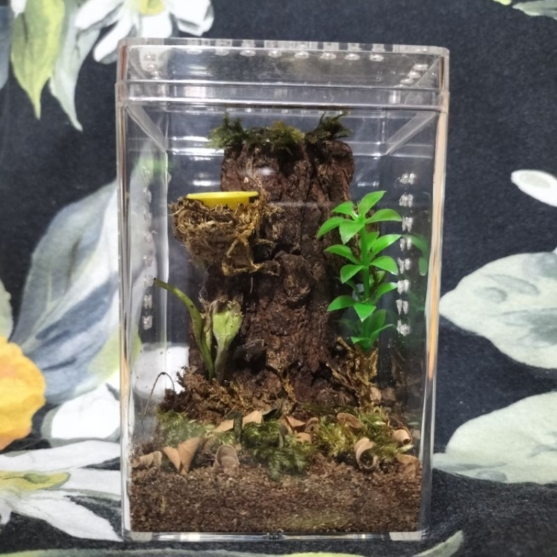 Complete Enclosure for Arboreal Tarantula Sling. Shopee Philippines