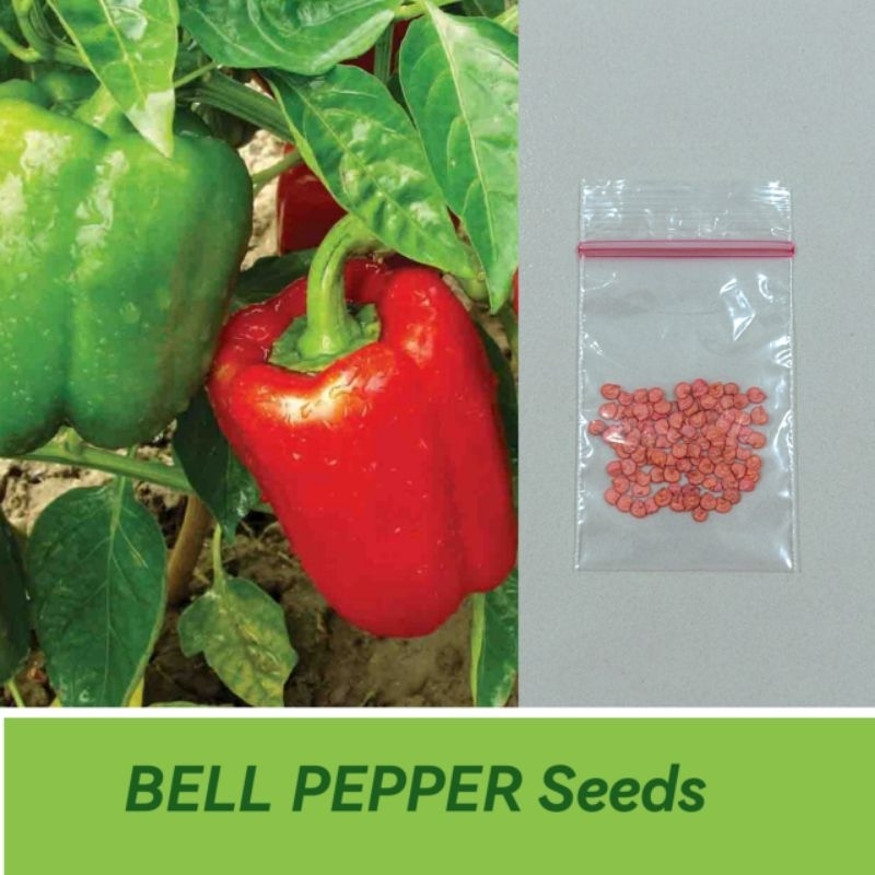 BELL PEPPER Seeds (California Wonder) Shopee Philippines