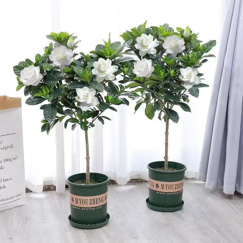 Gardenia jasminoides potted indoor flowers, green plants, hydroponic