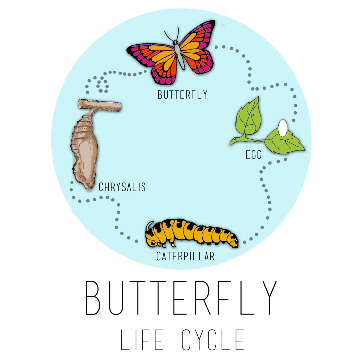 Butterfly Life Cycle - Laminated Educational Chart for kids | Shopee ...