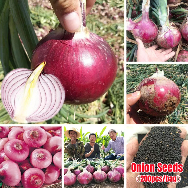 [BUY 1 GET 1 FREE ]5g Red Onion Seeds For Growing Vegetable Plants With