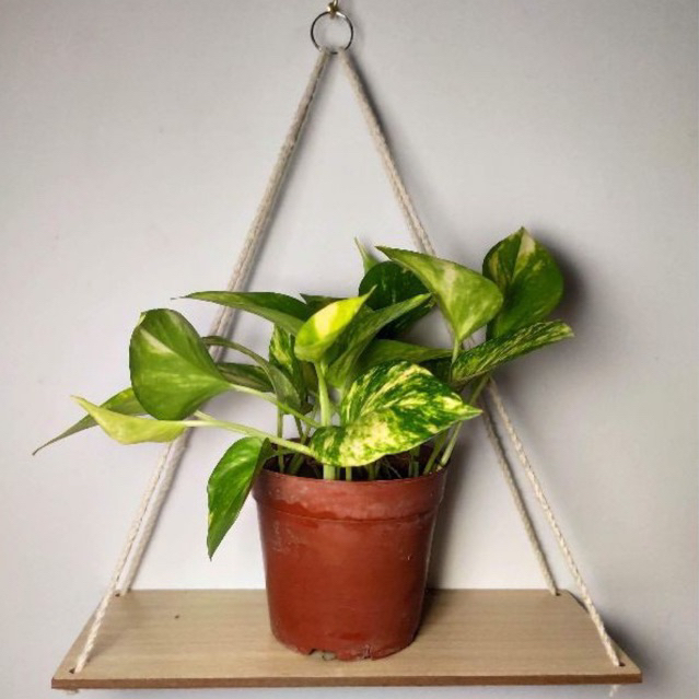 Wooden Wall Swing Shelf Flower Pot Rack Nordic Storage Rack Room Wall ...