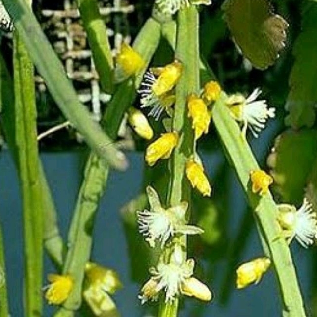 RHIPSALIS SULCATA (yellow flowers) Shopee Philippines