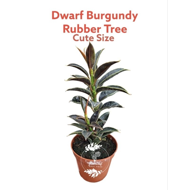 Ficus Burgundy Dwarf Cute Size Shopee Philippines