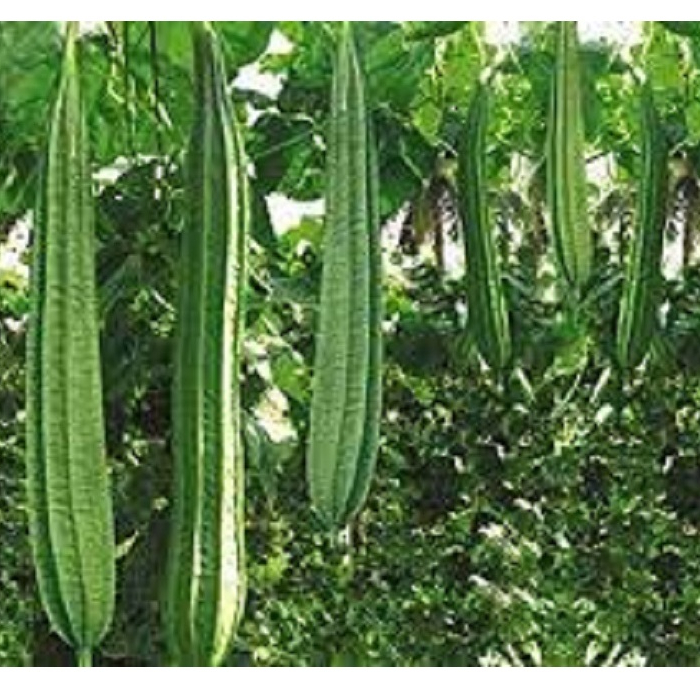 PATOLA SEED`S "ANGULAR TYPE" tagalog | Shopee Philippines