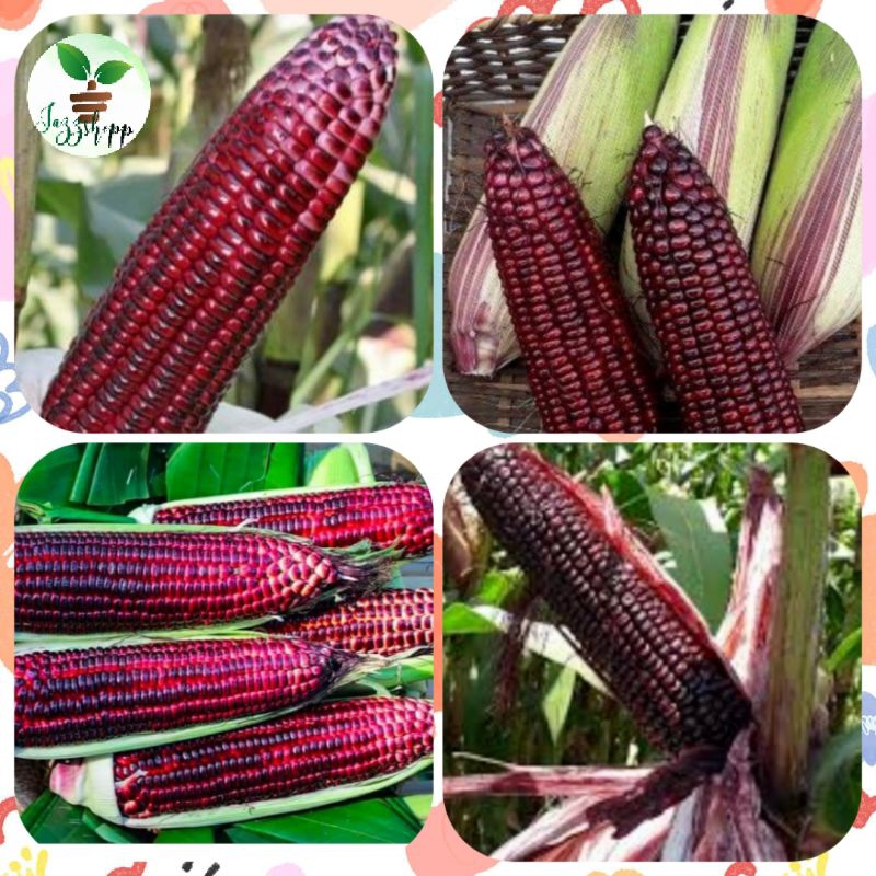 Purple Corn seeds Kernel Certified seeds high Germination rate | Shopee ...