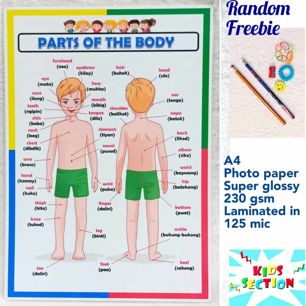 Laminated Educational Chart - Parts of the Body | Shopee Philippines