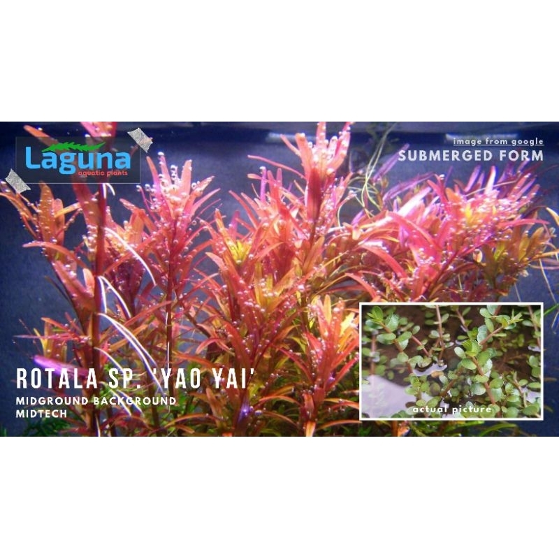 Rotala Sp. 'Yao Yai' aquatic plants (20pcs+) | Shopee Philippines