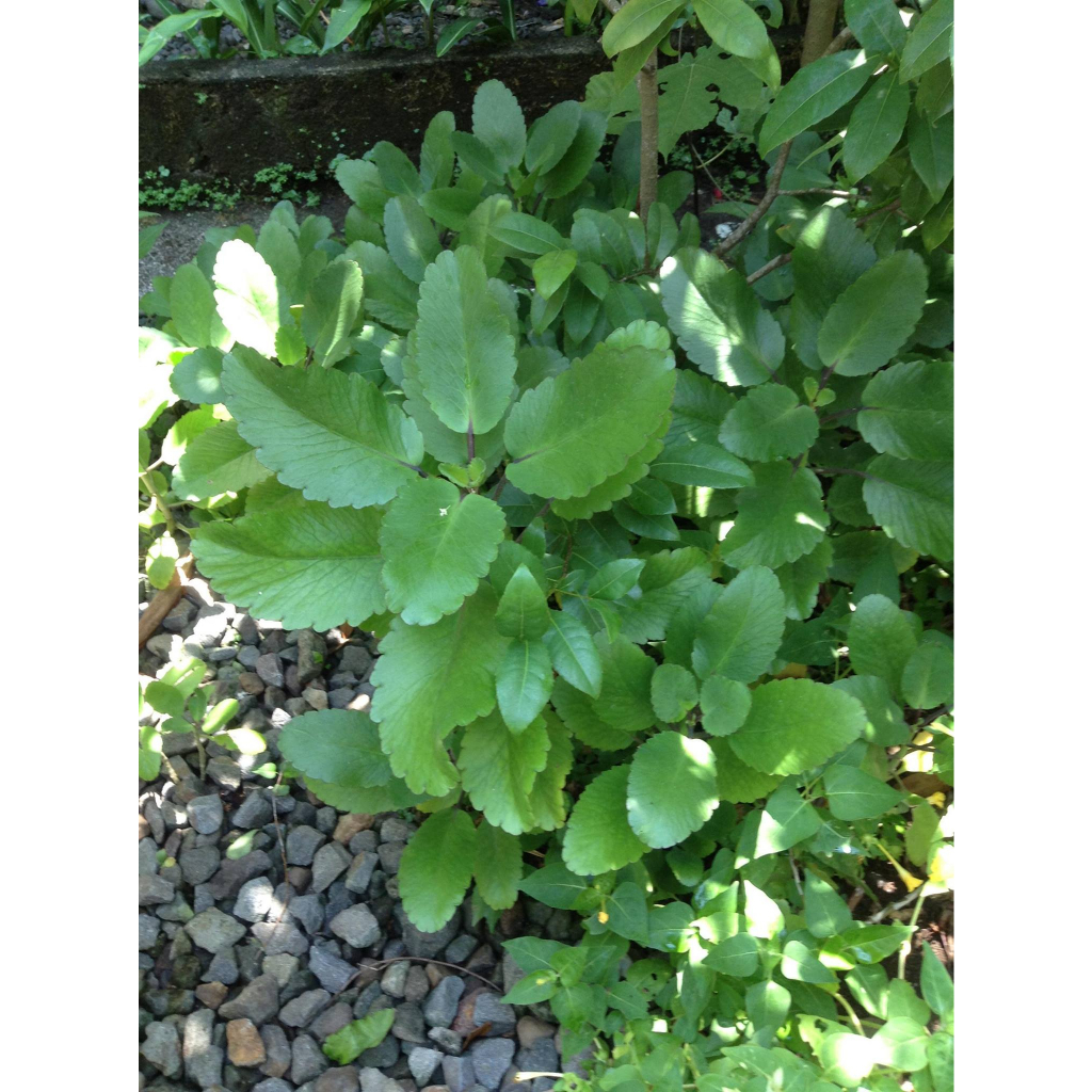 katakataka plant herbal | Shopee Philippines
