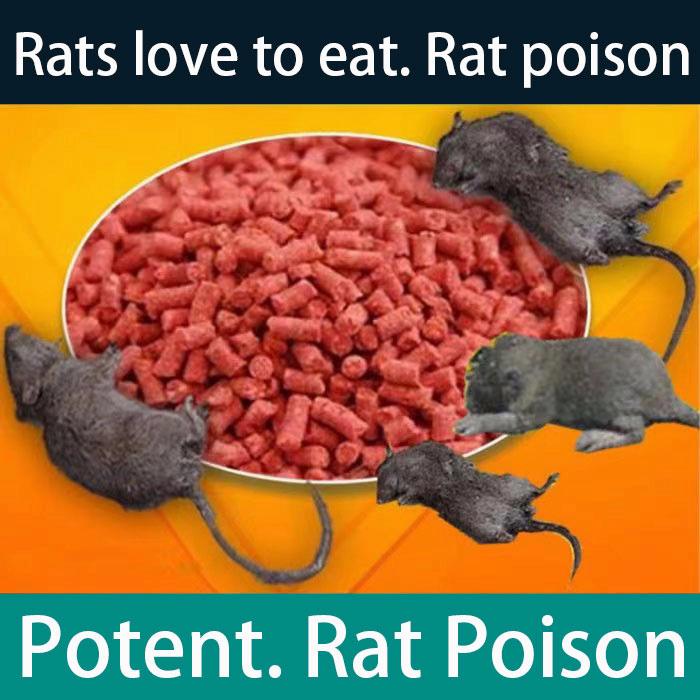 rat killer poison lure that mice like to eat mouse rat trap cage pest