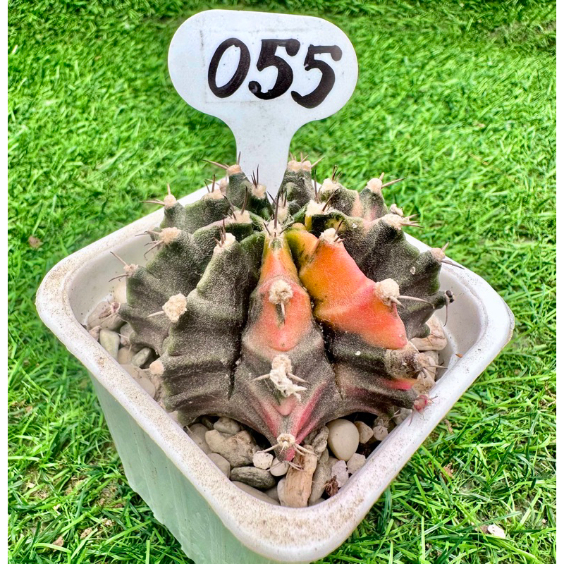 Beautiful Pattern Thailand Variegated Gymno Gymnocalycium / Colorful ...