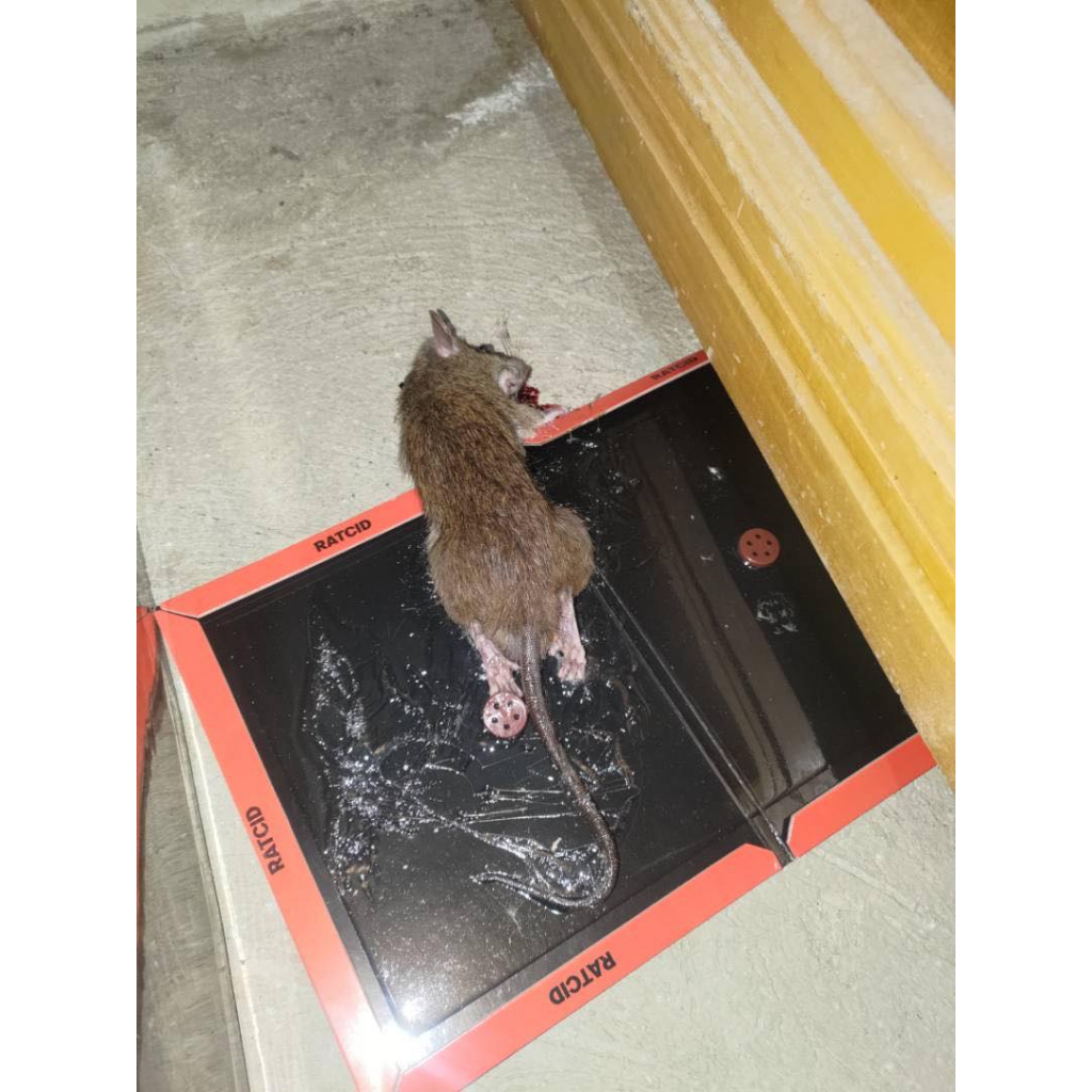 Ratcid Glue trap for rats | Shopee Philippines