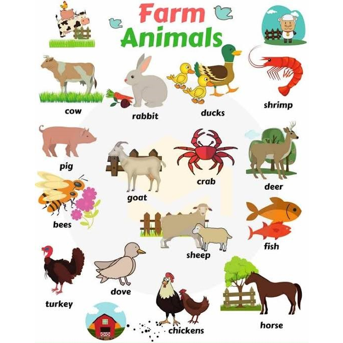 Farm Animals - Laminated Educational Chart for kids | Shopee Philippines