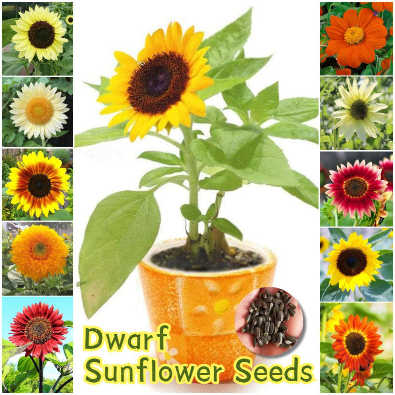 80pcs Quality Dwarf Sunflower Seeds And High Germination Rate Shopee