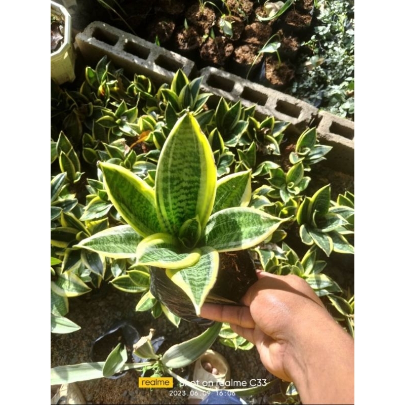 Dwarf Sansevieria Shopee Philippines 