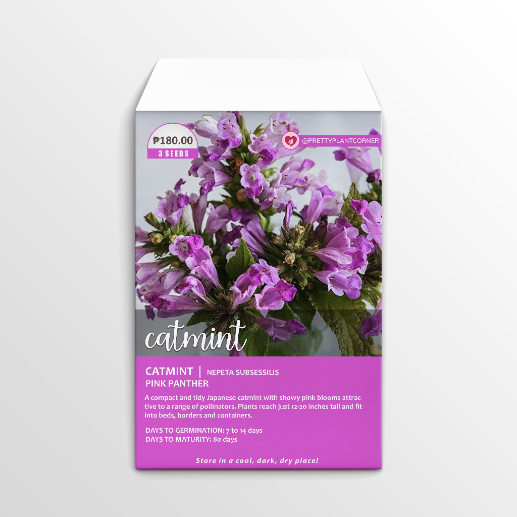 Pink Panther Catmint Herb Seeds | Shopee Philippines