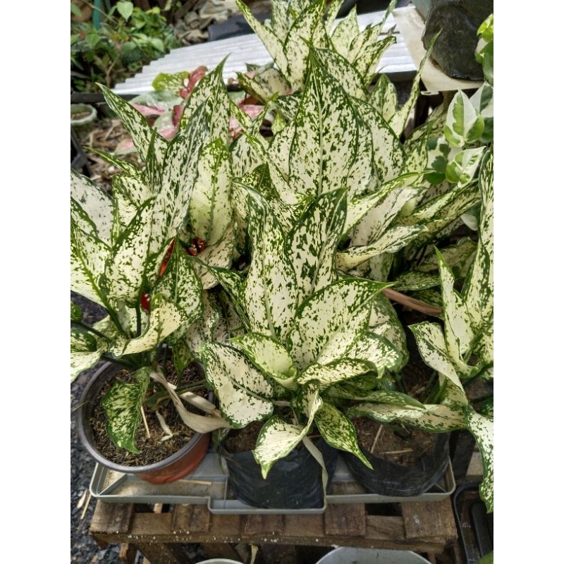 Miccah Farm Aglaonema Snow white aglaonema collection indoor plants