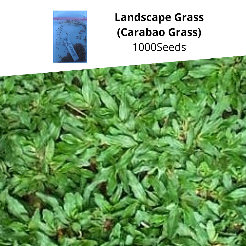 Landscape Grass Seeds (Carabao) Shopee Philippines