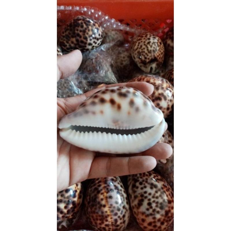 Natural Seashell l Tiger Cowry l Cowrie l Seashell I sold per piecel 2 ...