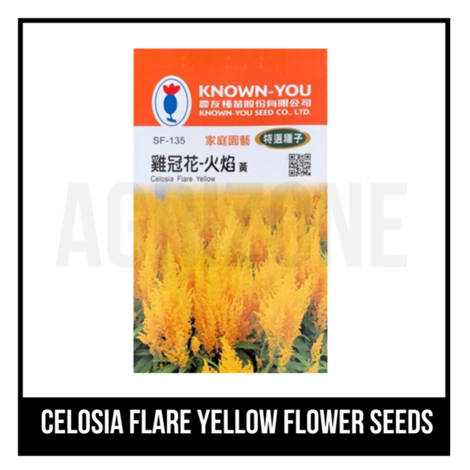 Known You Seeds Celosia Flare Yellow Flower Seeds Shopee Philippines