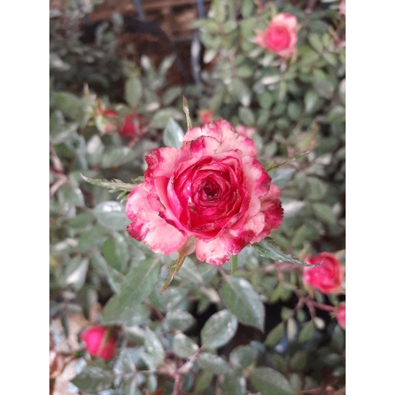 top rare collectible roses | Shopee Philippines
