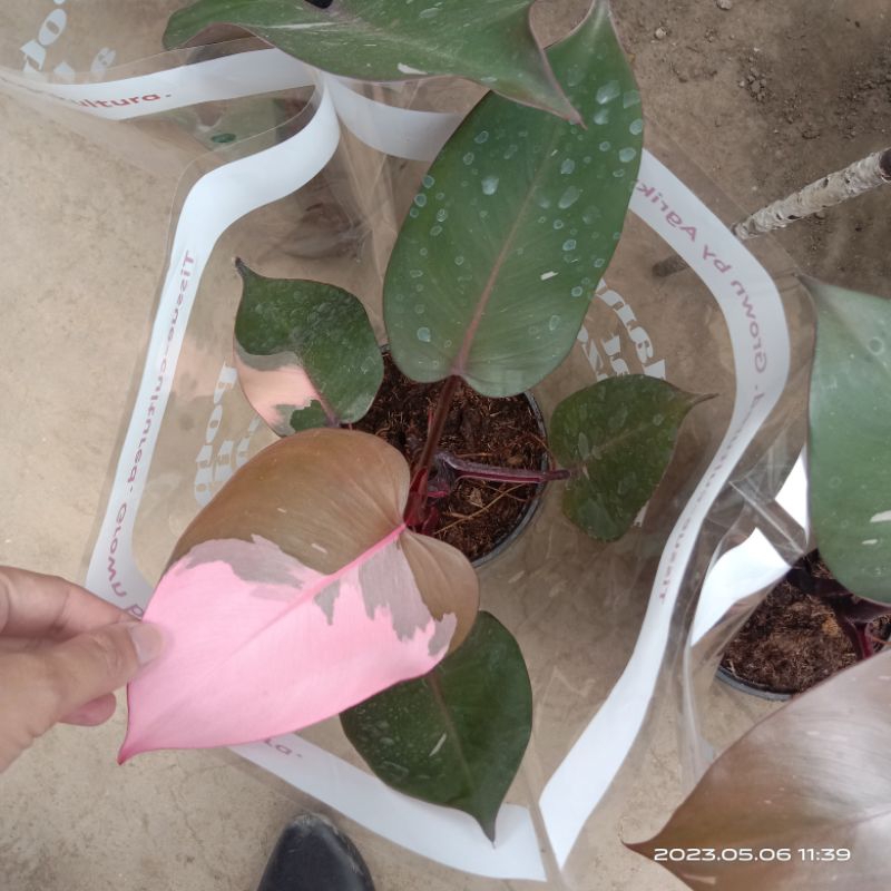 Pink Princess Philodendron Premium Varigation or halfmoon Shopee