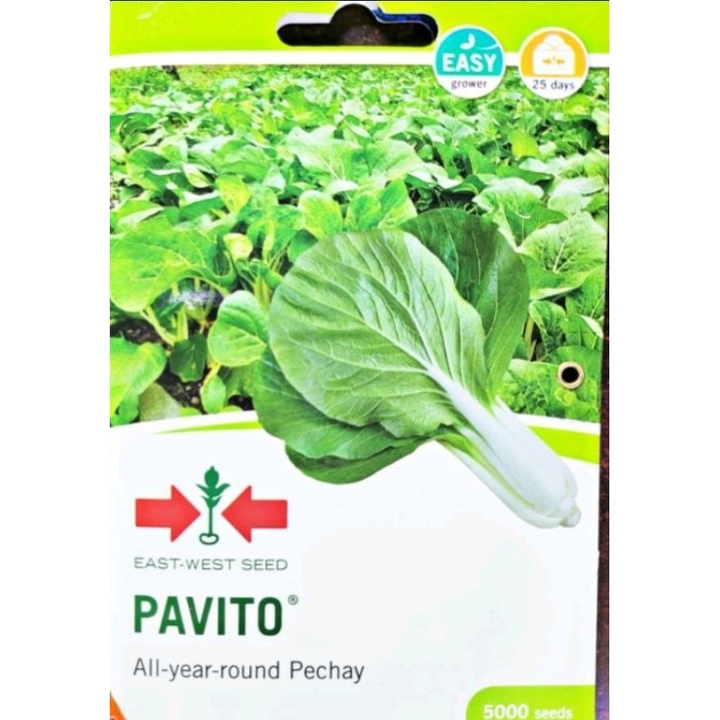 PAVITO OPV PETCHAY SEEDS (5000 SEEDS) EAST WEST SEEDS | Shopee Philippines