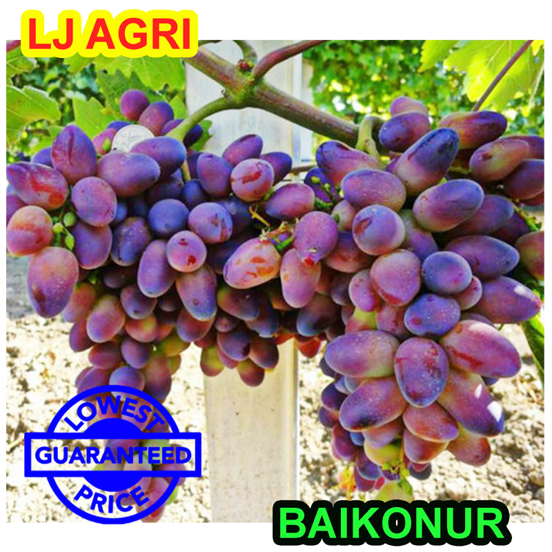 SEEDLESS GRAPES CUTTINGS (THRU GA3) BAIKUNOR BAIKONUR GRAPES CUTTINGS