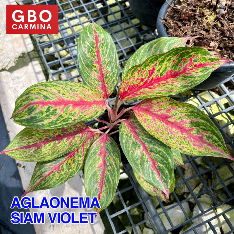 Aglaonema - Siam Violet | Live Plant | Aglao (NO POT) | Shopee Philippines