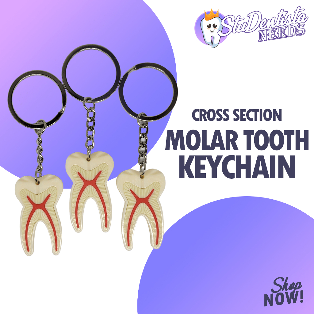 Cross Section Molar Pulp Dentistry Dental Keychain Shopee Philippines